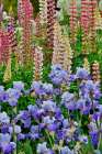 USA, Oregon. Garden in full bloom with bearded iris and Russell lupine. Art Print